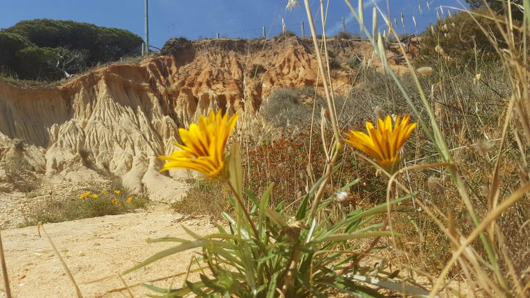 Algarve, à la découverte de la végétation locale